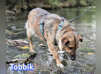 Tobbik, 05/21 - fröhliche Schmusebacke sucht Zuhause in 91413 Unternesselbach