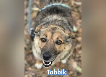 Tobbik, 05/21 - fröhliche Schmusebacke sucht Zuhause in 91413 Unternesselbach