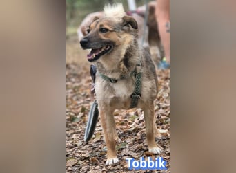 Tobbik, 05/21 - fröhliche Schmusebacke sucht Zuhause in 91413 Unternesselbach