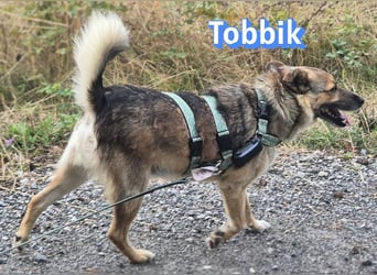 Tobbik, 05/21 - fröhliche Schmusebacke sucht Zuhause in 91413 Unternesselbach
