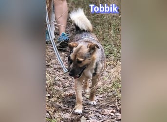 Tobbik, 05/21 - fröhliche Schmusebacke sucht Zuhause in 91413 Unternesselbach