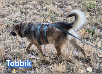 Tobbik, 05/21 - fröhliche Schmusebacke sucht Zuhause in 91413 Unternesselbach