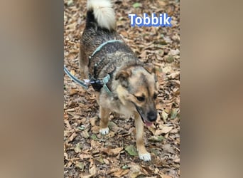 Tobbik, 05/21 - fröhliche Schmusebacke sucht Zuhause in 91413 Unternesselbach
