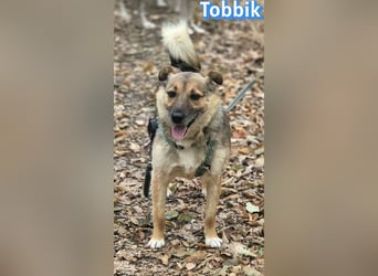Tobbik, 05/21 - fröhliche Schmusebacke sucht Zuhause in 91413 Unternesselbach