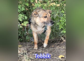 Tobbik, 05/21 - fröhliche Schmusebacke sucht Zuhause in 91413 Unternesselbach