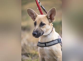 Xena – freundliche Junghündin sucht ein liebevolles Zuhause