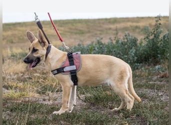 Xena – freundliche Junghündin sucht ein liebevolles Zuhause