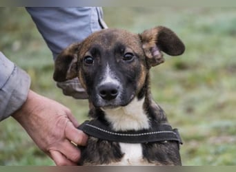 Cipö -SI, junger Wirbelwind sucht Ticket ins Glück