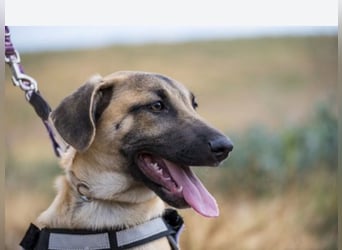 Zora – lernwillige Junghündin sucht liebevolles Zuhause