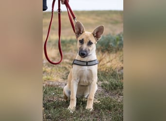 Xena – freundliche Junghündin sucht ein liebevolles Zuhause