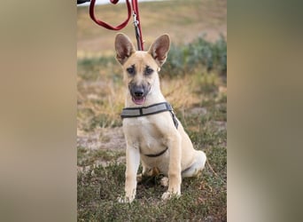 Xena – freundliche Junghündin sucht ein liebevolles Zuhause
