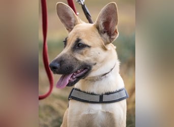 Xena – freundliche Junghündin sucht ein liebevolles Zuhause