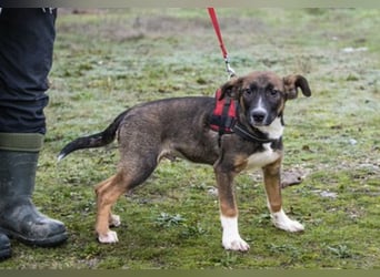 Cipö -SI, junger Wirbelwind sucht Ticket ins Glück