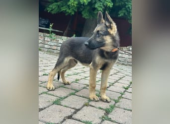 Argo, geboren 02.02.2026, 40cm sucht aktive Menschen