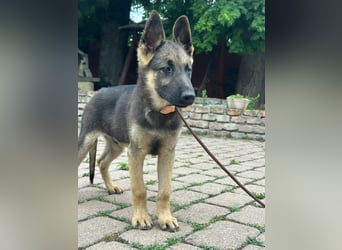 Argo, geboren 02.02.2026, 40cm sucht aktive Menschen