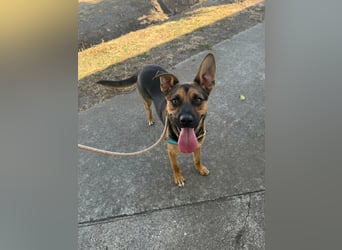 Clark geb. 01.10.2025, 38 cm, wünscht sich viele Abenteuer
