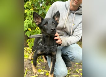 Tessa, geboren 15.06.2025, 42cm sucht ihr neues Leben