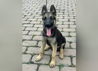 Argo, geboren 02.02.2026, 40cm sucht aktive Menschen