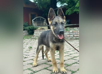 Argo, geboren 02.02.2026, 40cm sucht aktive Menschen