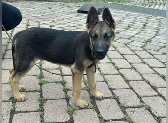Argo, geboren 02.02.2026, 40cm sucht aktive Menschen