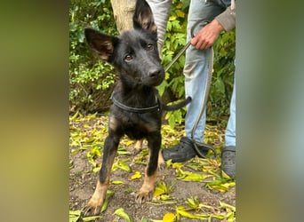 Tessa, geboren 15.06.2025, 42cm sucht ihr neues Leben