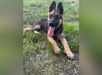 Argo, geboren 02.02.2026, 40cm sucht aktive Menschen