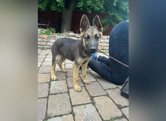 Argo, geboren 02.02.2026, 40cm sucht aktive Menschen