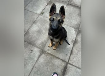 Argo, geboren 02.02.2026, 40cm sucht aktive Menschen