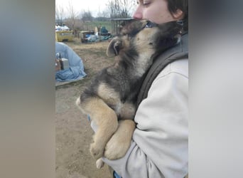 Norton, geboren 09.2025, 40cm sucht seine Menschen