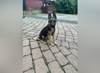 Argo, geboren 02.02.2026, 40cm sucht aktive Menschen
