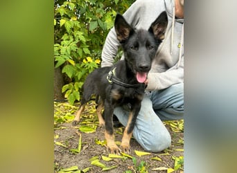 Tessa, geboren 15.06.2025, 42cm sucht ihr neues Leben