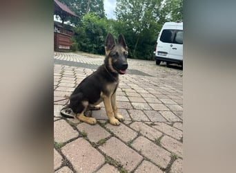 Argo, geboren 02.02.2026, 40cm sucht aktive Menschen