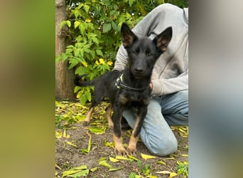 Tessa, geboren 15.06.2025, 42cm sucht ihr neues Leben