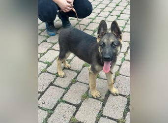 Argo, geboren 02.02.2026, 40cm sucht aktive Menschen