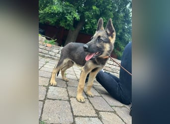 Argo, geboren 02.02.2026, 40cm sucht aktive Menschen