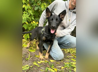 Tessa, geboren 15.06.2025, 42cm sucht ihr neues Leben