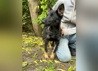 Tessa, geboren 15.06.2025, 42cm sucht ihr neues Leben