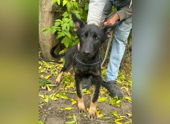 Tessa, geboren 15.06.2025, 42cm sucht ihr neues Leben