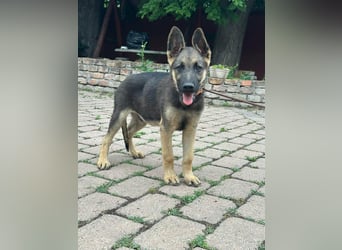 Argo, geboren 02.02.2026, 40cm sucht aktive Menschen