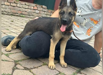 Argo, geboren 02.02.2026, 40cm sucht aktive Menschen