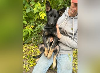 Tessa, geboren 15.06.2025, 42cm sucht ihr neues Leben