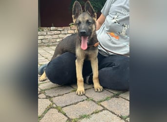 Argo, geboren 02.02.2026, 40cm sucht aktive Menschen