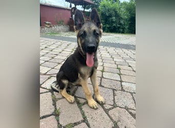 Argo, geboren 02.02.2026, 40cm sucht aktive Menschen