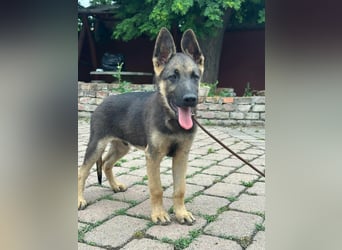 Argo, geboren 02.02.2026, 40cm sucht aktive Menschen