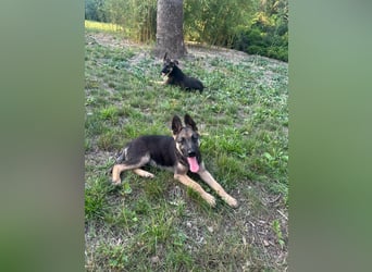 Argo, geboren 02.02.2026, 40cm sucht aktive Menschen
