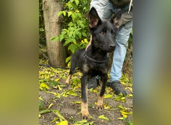 Tessa, geboren 15.06.2025, 42cm sucht ihr neues Leben