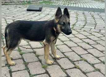 Argo, geboren 02.02.2026, 40cm sucht aktive Menschen