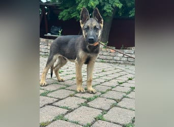 Argo, geboren 02.02.2026, 40cm sucht aktive Menschen