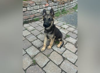 Argo, geboren 02.02.2026, 40cm sucht aktive Menschen