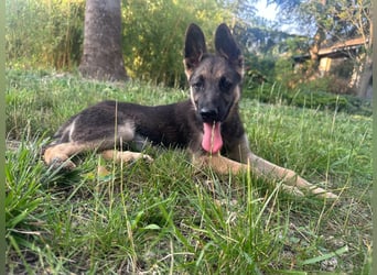 Argo, geboren 02.02.2026, 40cm sucht aktive Menschen